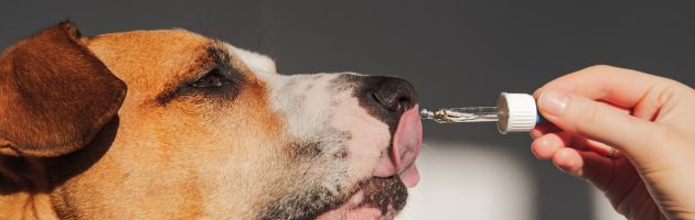 can humans take cbd oil for pets