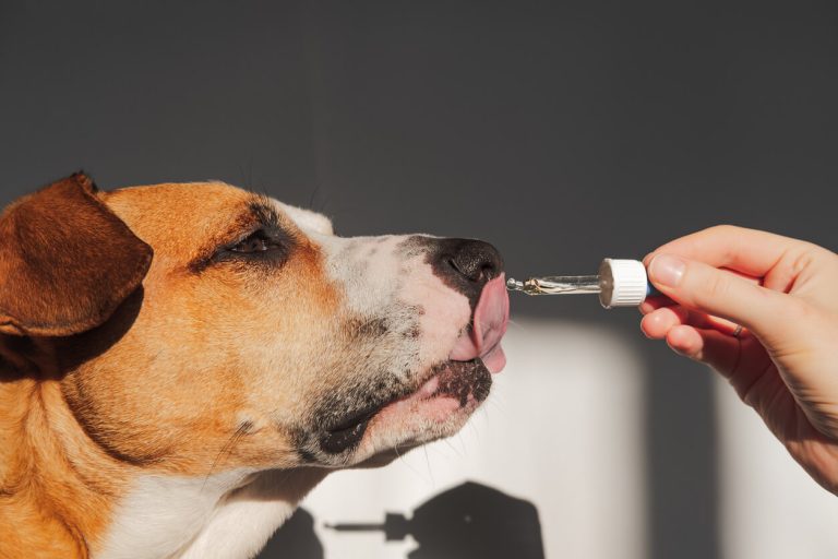 How Effective Are CBD Dog Treats Canada?