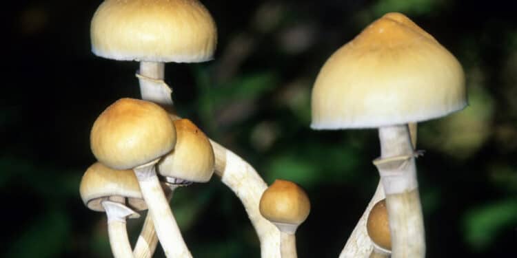 where to buy shrooms