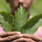 Selecting between Maeng Da Kratom and Indo Kratom for your particular requirements