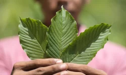 difference between indo and maeng da kratom