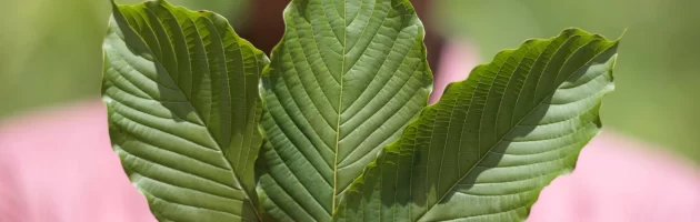 difference between indo and maeng da kratom