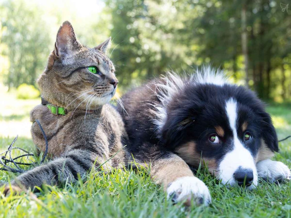 best cbd for pets